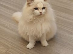 -瞄一喵猫咖(格力海岸店)