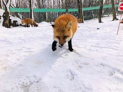 -宫城藏王狐狸村