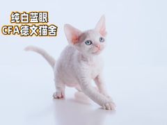 -麒麟缅因猫舍·十五年缅因猫选购中心