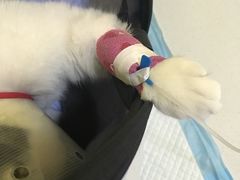 -瑞鹏宠物医院·爱宠堂·骨外专科(西荷分院)