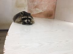 -浣熊柯尔鸭土拨鼠·电玩咖