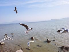 -深圳湾公园(南山区)