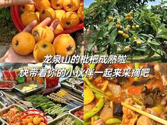 -桃源山庄·水蜜桃采摘·柴火鸡·烧烤团建(龙泉山店)