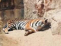 -清迈夜间动物园