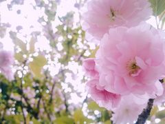-百林公园-两江幸福广场