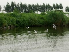 -白渔泡湿地公园