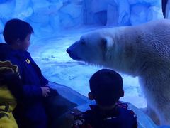 -芜湖新华联大白鲸海洋公园