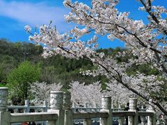 -羊山湖公园