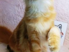-十年猫舍·猫咪专门店(普陀店)
