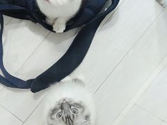 -喵的天空名猫咖啡馆·撸猫·猫舍·用品