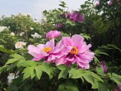 -洛阳市隋唐城遗址植物园