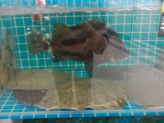 -聚德福海鲜家常菜(刘庄店)