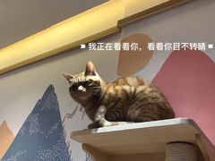 -滚猫咖啡·猫咖·猫友好撸猫(未来城店)