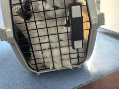-博特宠物医院24h犬猫全科.骨科·异宠