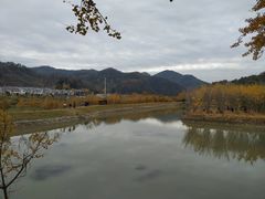 -千年银杏谷文化旅游区