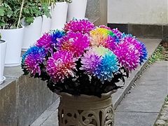 -杭州植物园