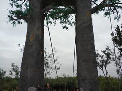 -西青郊野公园