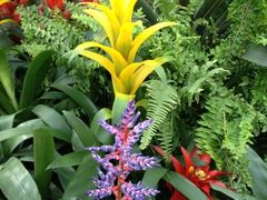 -上海鲜花港