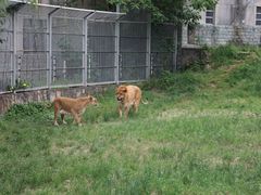 -西安秦岭野生动物园