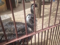 -鄂尔多斯野生动物园