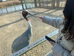 -盐城丹顶鹤湿地生态旅游区