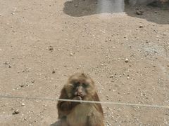 -大青山野生动物园