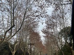 -宜兴龙背山森林公园