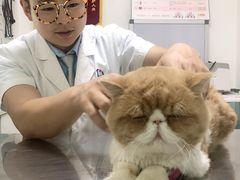 -特一安24小时宠物医院·骨科·中兽医
