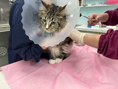 -北京观赏动物医院·24小时大型综合·猫专科·异宠专科