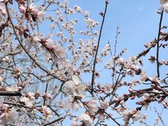 -桃花堤公园