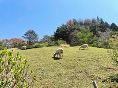 -神户市立六甲山牧场