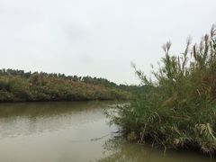 -大湾区中央湿地公园