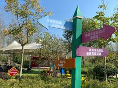 -合肥滨湖国家森林公园