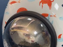 -北京观赏动物医院·24小时大型综合·猫专科·异宠专科