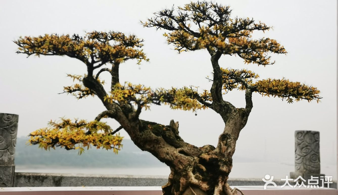 盆景艺术，匠心独具