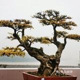 盆景艺术，匠心独具