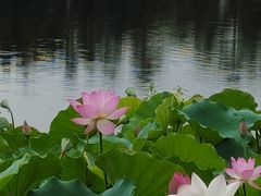-荔湾湖公园