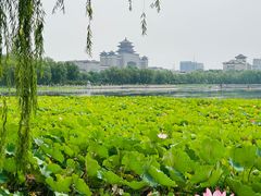 -莲花池公园