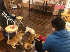 -豆柴町-柴犬主题狗咖(红鼎国际C座店)