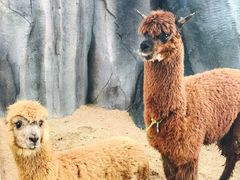 -泉州海丝野生动物世界