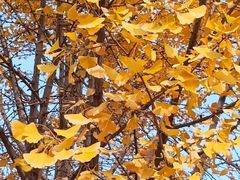 -辽宁大学(崇山校区)