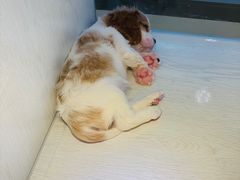 -乐宠宠物店(世纪金源店)