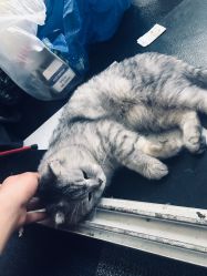 -众刺纹画·纹身·穿孔饰品·海娜定制