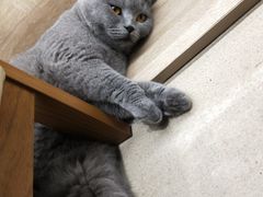 -藏猫猫咖啡主题馆(中央大道店)