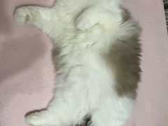 -奈斯宠物医院·核磁CT·异宠专科·内镜(中南店)