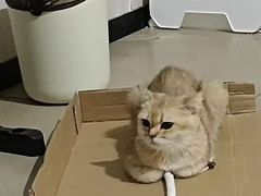 -瑞鹏宠物医院·超声·骨科·奇麟分院(蜀都万达店)