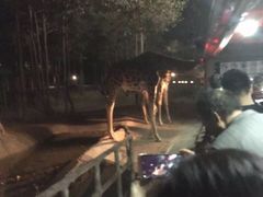 -清迈夜间动物园
