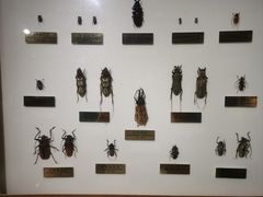 -上海昆虫博物馆