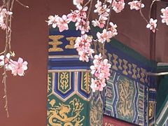 -桃花堤公园
