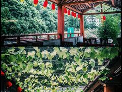 -牛背梁国家森林公园